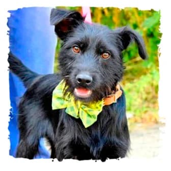 Kenay, male Giant Schnauzer for adoption at Riesenschnauzernothilfe