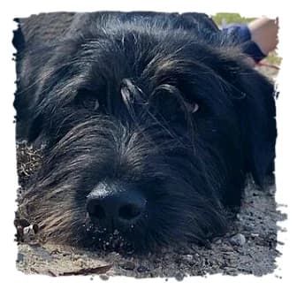 Gizmo, male Giant Schnauzer for adoption at Riesenschnauzernothilfe