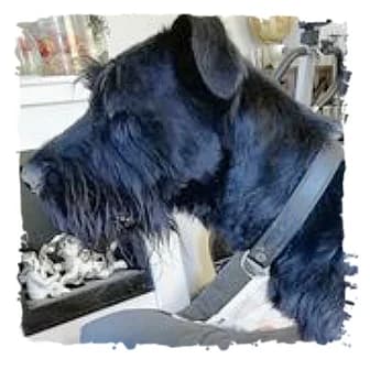 Harry, male Giant Schnauzer for adoption at Riesenschnauzernothilfe