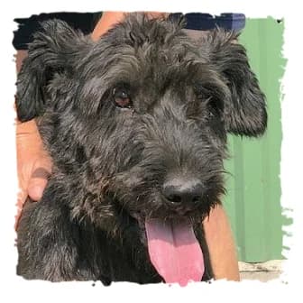 Chivas, male Giant Schnauzer for adoption at Riesenschnauzernothilfe