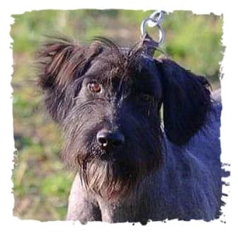 Bonito, male Giant Schnauzer for adoption at Riesenschnauzernothilfe