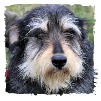 Boza, female Giant Schnauzer for adoption at Riesenschnauzernothilfe