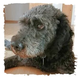 Pajti, male Giant Schnauzer for adoption at Riesenschnauzernothilfe