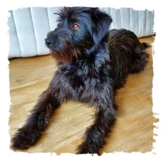 Tamika, female Giant Schnauzer for adoption at Riesenschnauzernothilfe