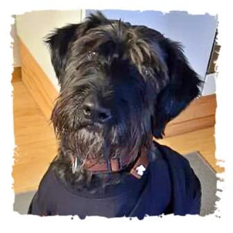 Mokas, male Giant Schnauzer for adoption at Riesenschnauzernothilfe