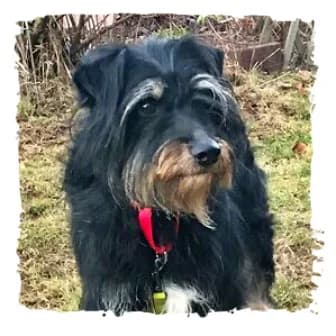 Sancho, male Giant Schnauzer for adoption at Riesenschnauzernothilfe