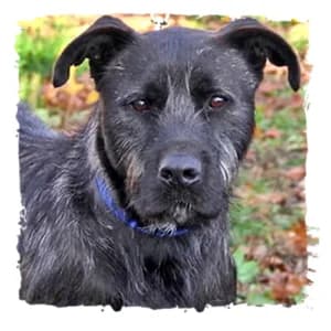 Blacky, male 7yo Giant Schnauzer for adoption at Riesenschnauzernothilfe