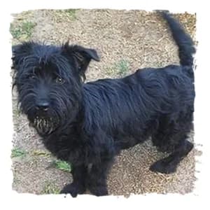 Donna, female Giant Schnauzer for adoption at Riesenschnauzernothilfe
