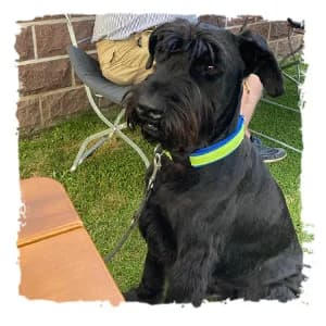 Hugo, male Giant Schnauzer for adoption at Riesenschnauzernothilfe