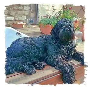 Rocket, male Giant Schnauzer for adoption at Riesenschnauzernothilfe