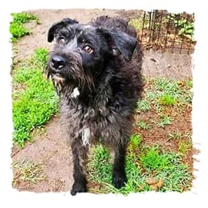 Tirza, female senior Giant Schnauzer for adoption at Riesenschnauzernothilfe