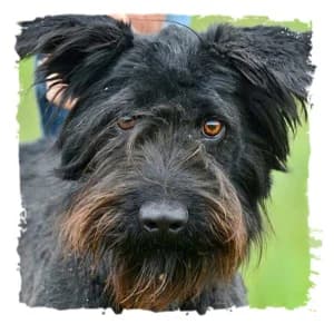 Billy, male Giant Schnauzer for adoption at Riesenschnauzernothilfe