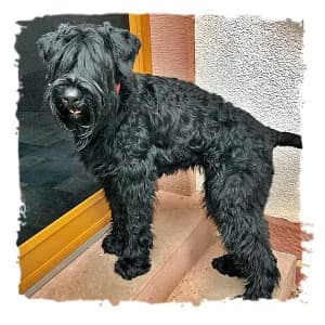 Clara, female Giant Schnauzer for adoption at Riesenschnauzernothilfe