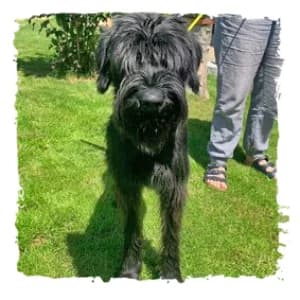 Jette, female Giant Schnauzer for adoption at Riesenschnauzernothilfe
