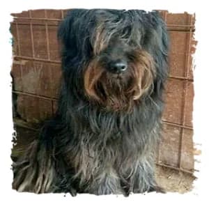 Maya, female Giant Schnauzer for adoption at Riesenschnauzernothilfe