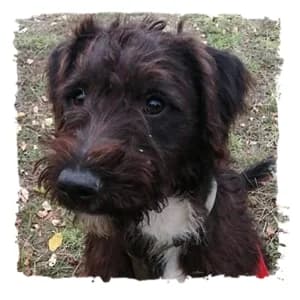 Timo, male Giant Schnauzer for adoption at Riesenschnauzernothilfe