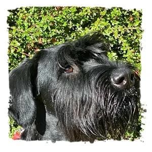 Nelson, male Giant Schnauzer for adoption at Riesenschnauzernothilfe