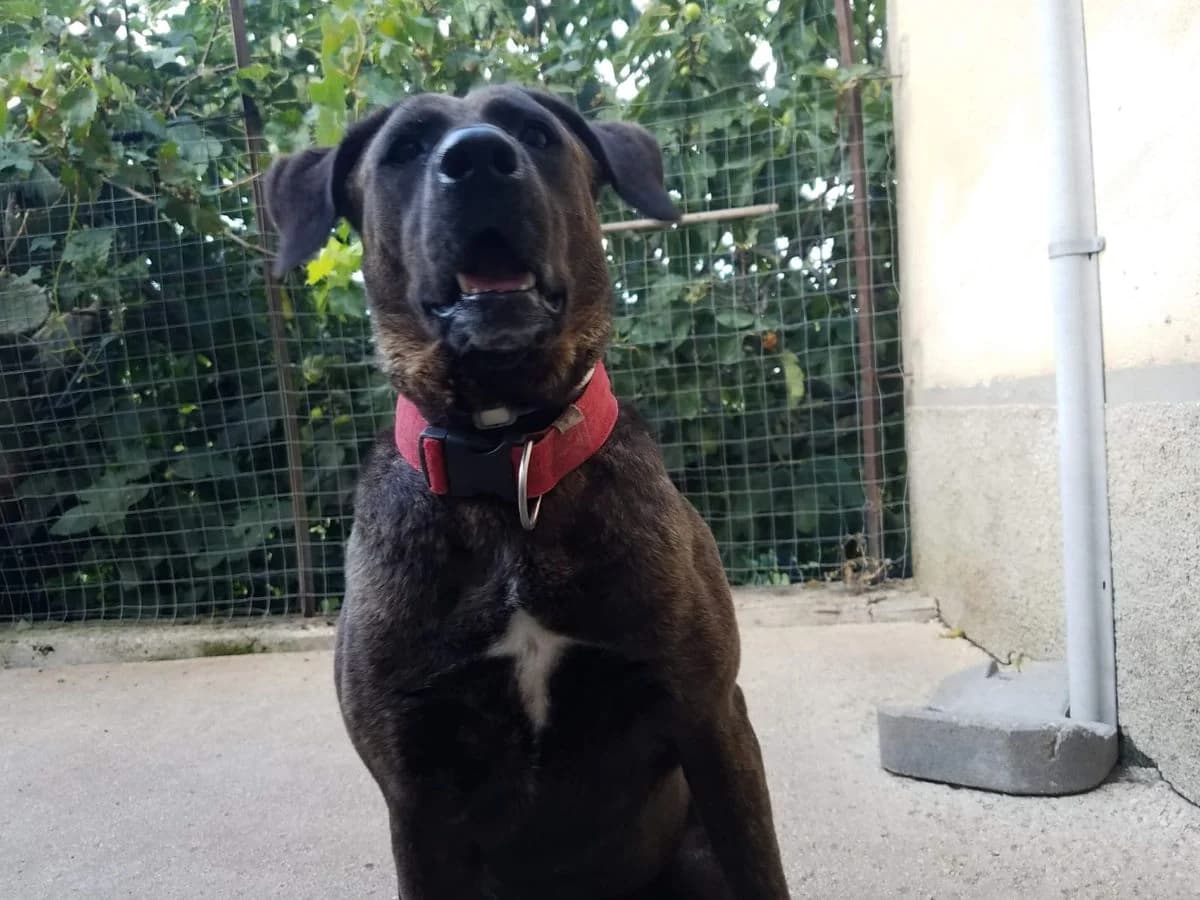 Piccola, gestromt female senior Labrador Retriever for adoption at Rifugio Canalba e.V.