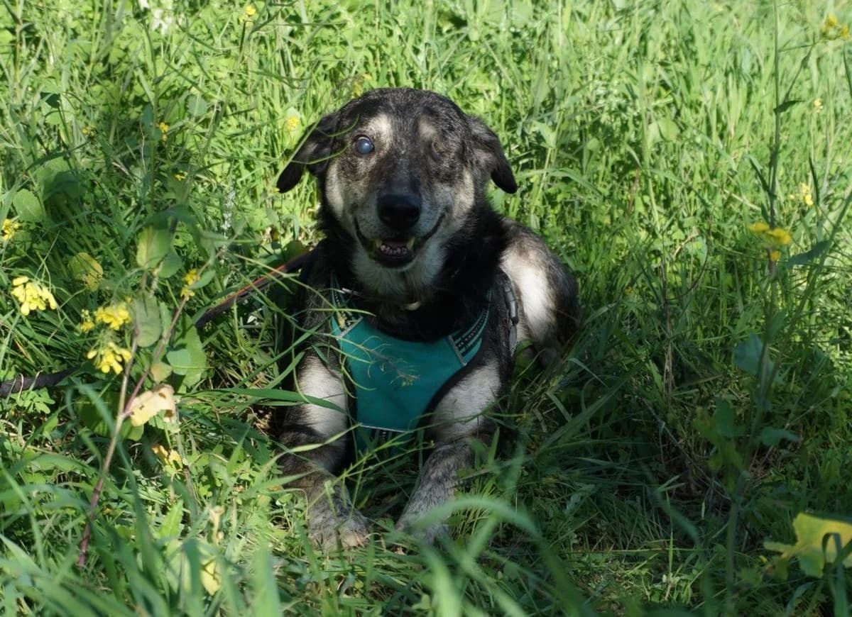Stella, trikolor female 5yo Mixed Breed for adoption at Rifugio Canalba e.V.
