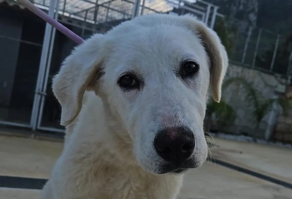 Frida, weiß female young Mixed Breed for adoption at Rifugio Canalba e.V.