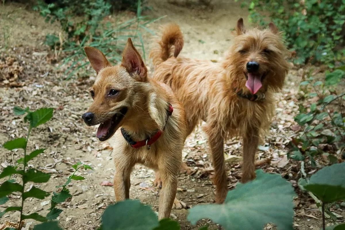 Bingo, braun-beige male 3yo Mixed Breed for adoption at Rifugio Canalba e.V.