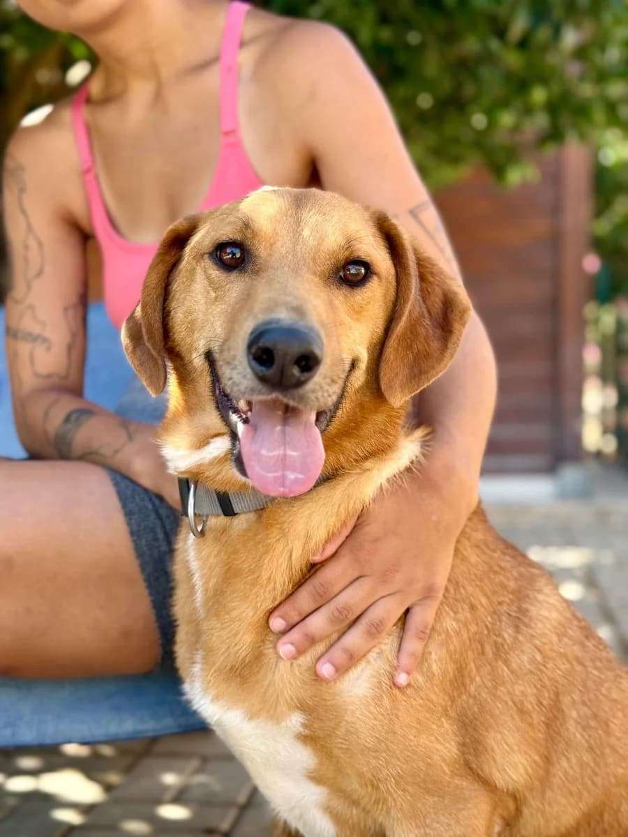 Samuel, braun-weiß male 4yo Mixed Breed for adoption at Rifugio Canalba e.V.