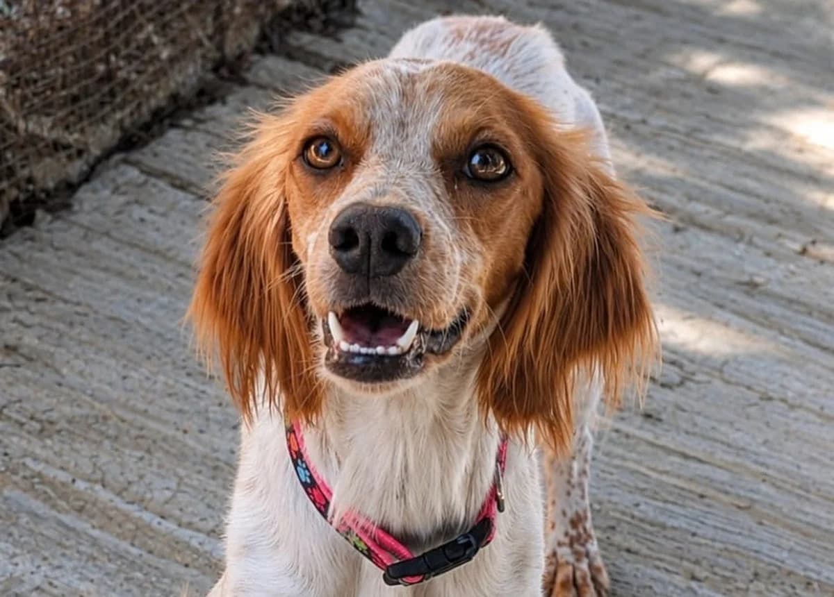 Ivy, weiß-braun female young Brittany Spaniel for adoption at Rifugio Canalba e.V.
