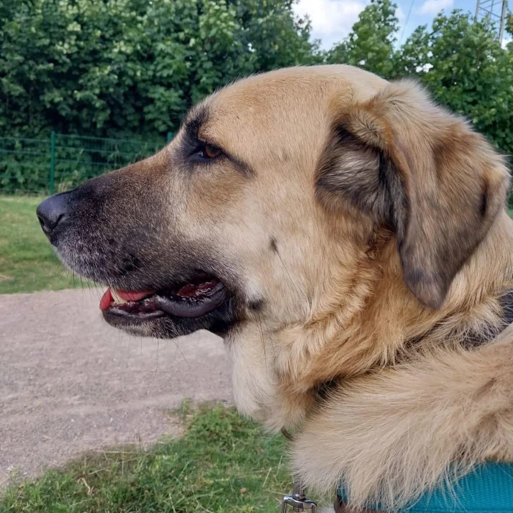 Carlos, male 6yo Mixed Breed for adoption at SALVA Hundehilfe e.V.
