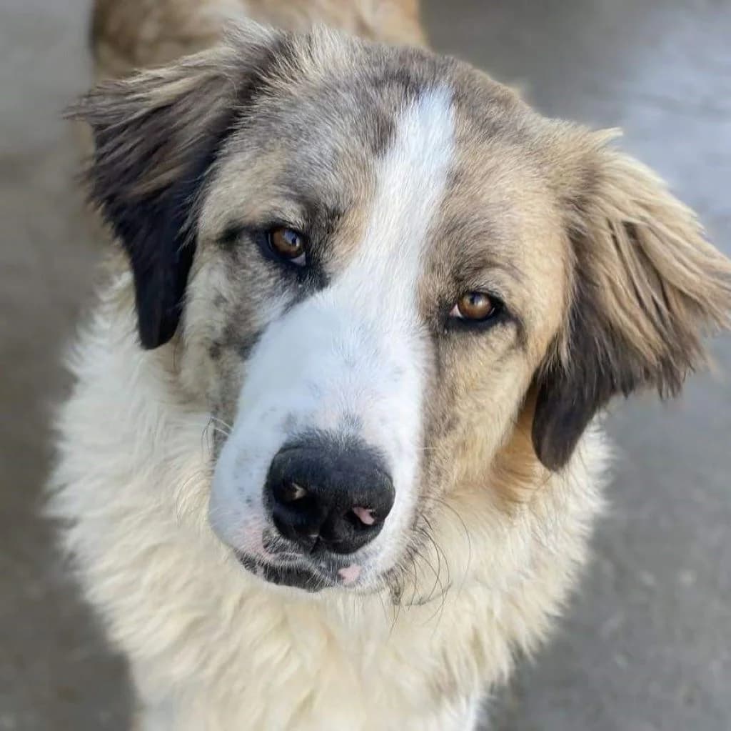 Guacamole, male 4yo Mixed Breed for adoption at SALVA Hundehilfe e.V.