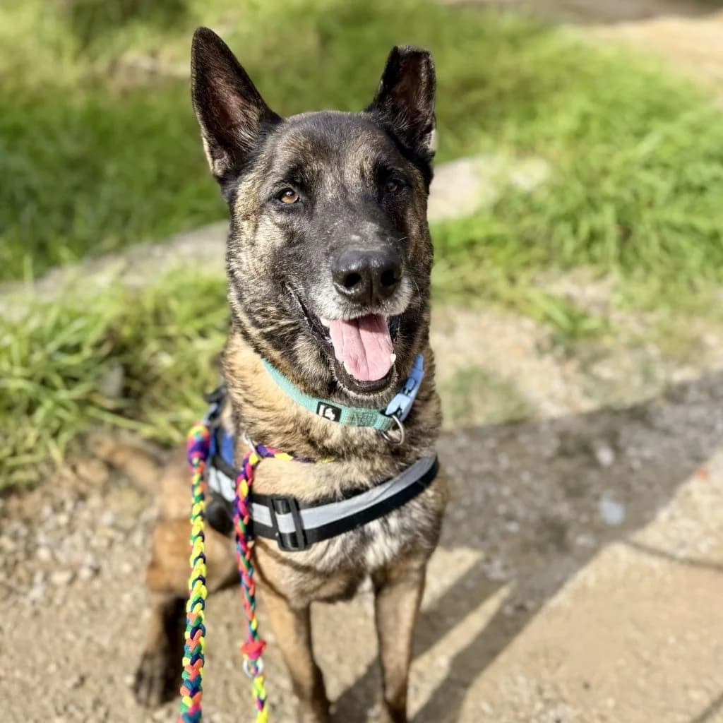 Frankfurt, male 7yo Belgian Malinois for adoption at SALVA Hundehilfe e.V.