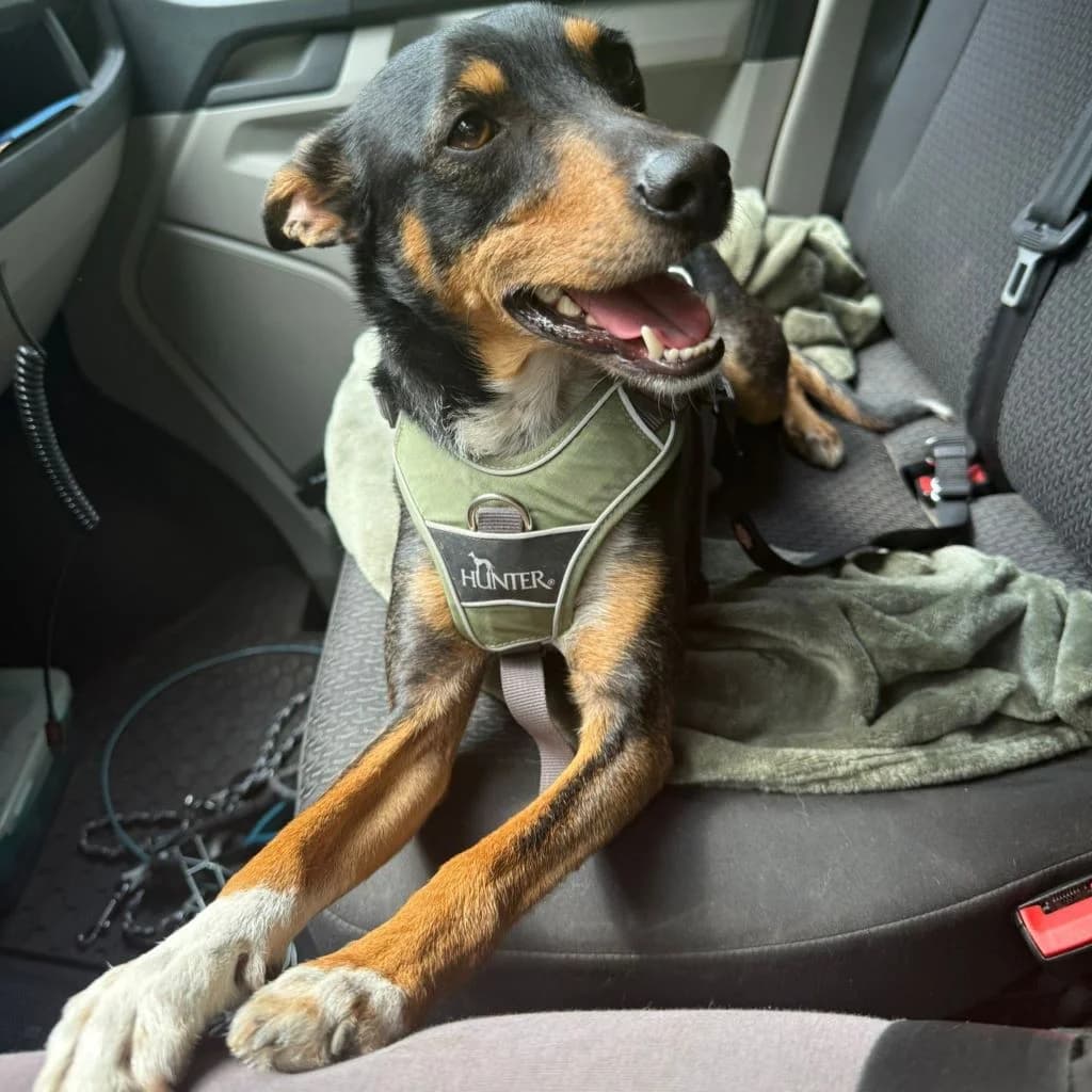Lolo, male 4yo Mixed Breed for adoption at SALVA Hundehilfe e.V.