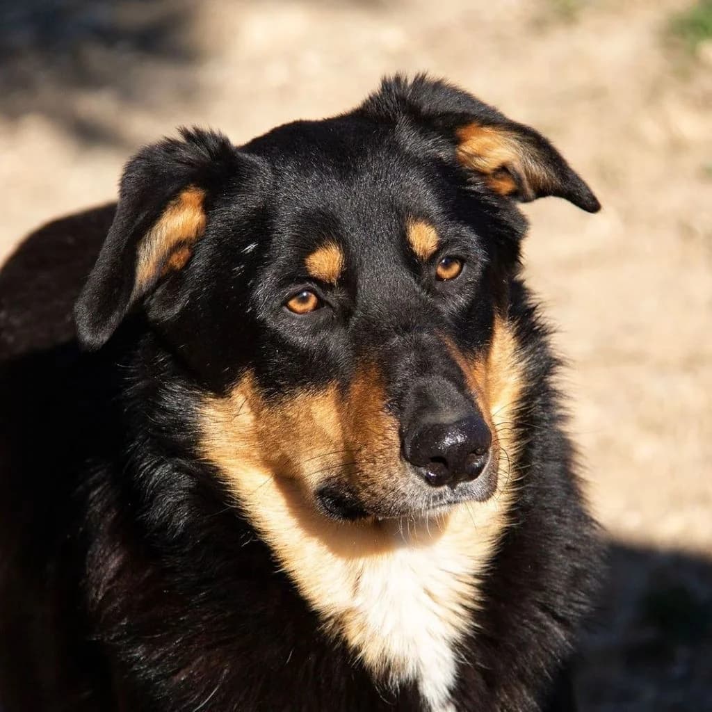 Sudoku, male 4yo Border Collie for adoption at SALVA Hundehilfe e.V.