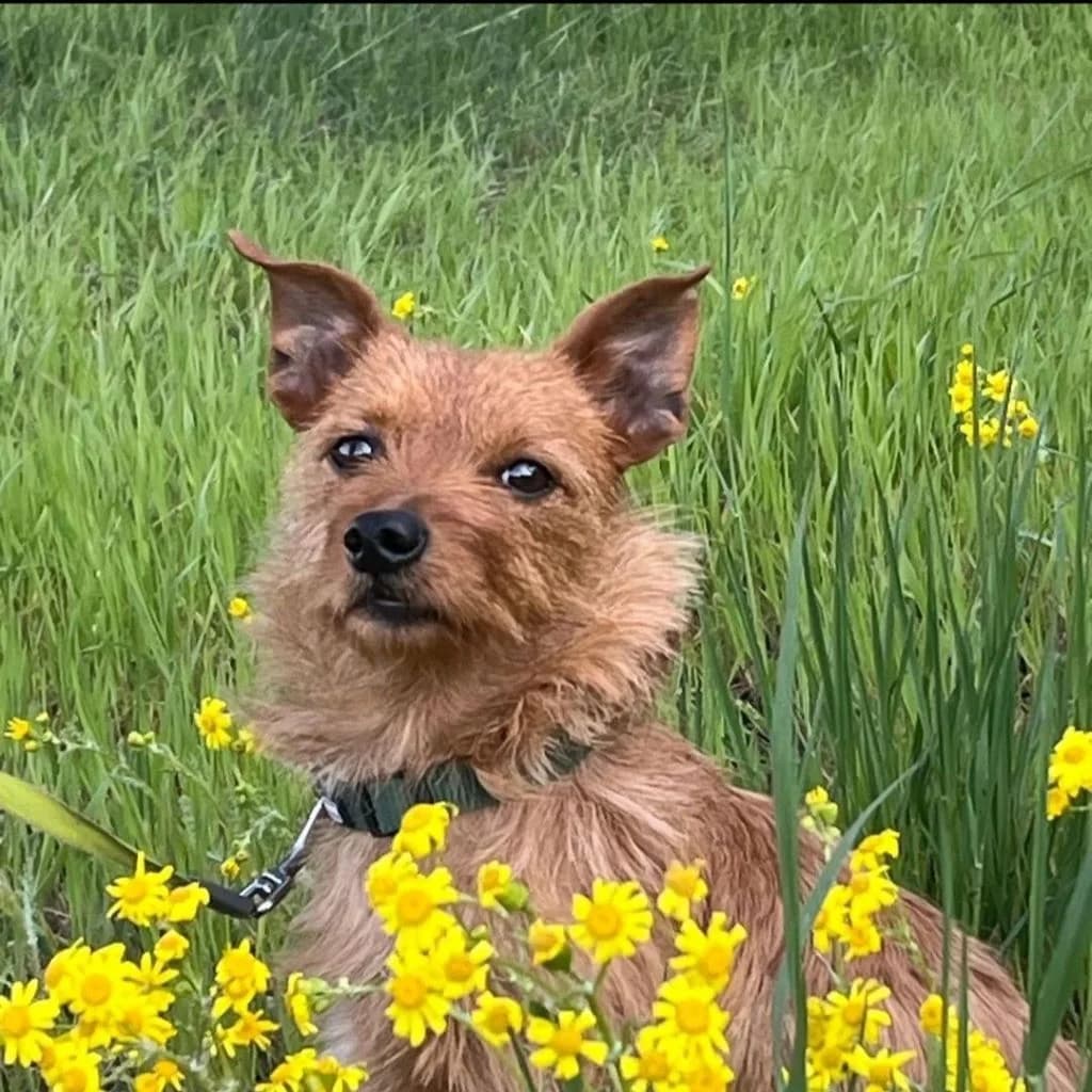 Leon, male 5yo Mixed Breed for adoption at SALVA Hundehilfe e.V.
