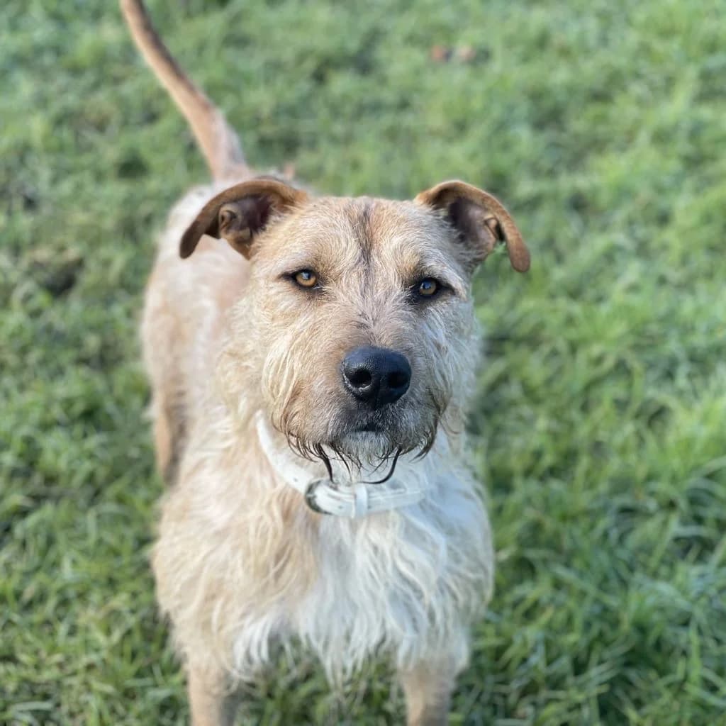 Gru, male 5yo Mixed Breed for adoption at SALVA Hundehilfe e.V.