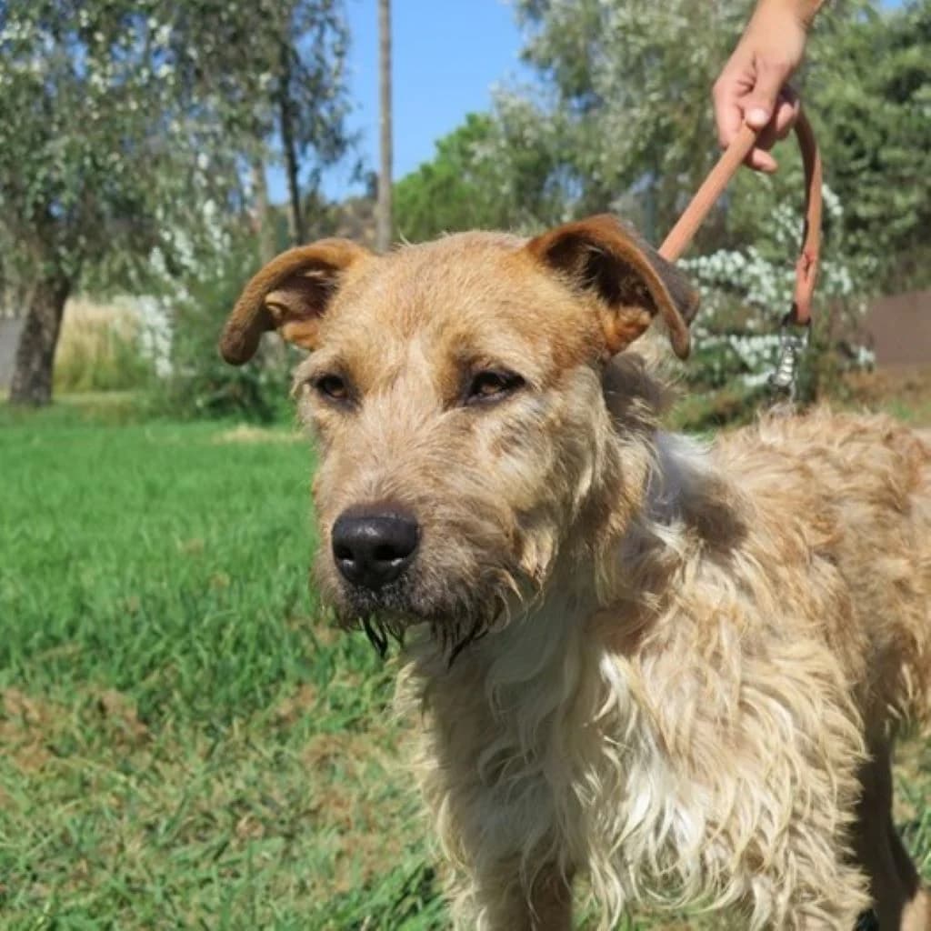 Gru, male 6yo Mixed Breed for adoption at SALVA Hundehilfe e.V.