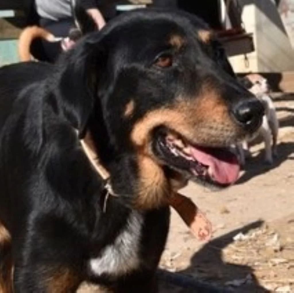 Paulina, female senior Mixed Breed for adoption at SALVA Hundehilfe e.V.