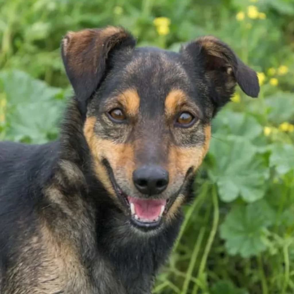Nota, male 7yo Mixed Breed for adoption at SALVA Hundehilfe e.V.