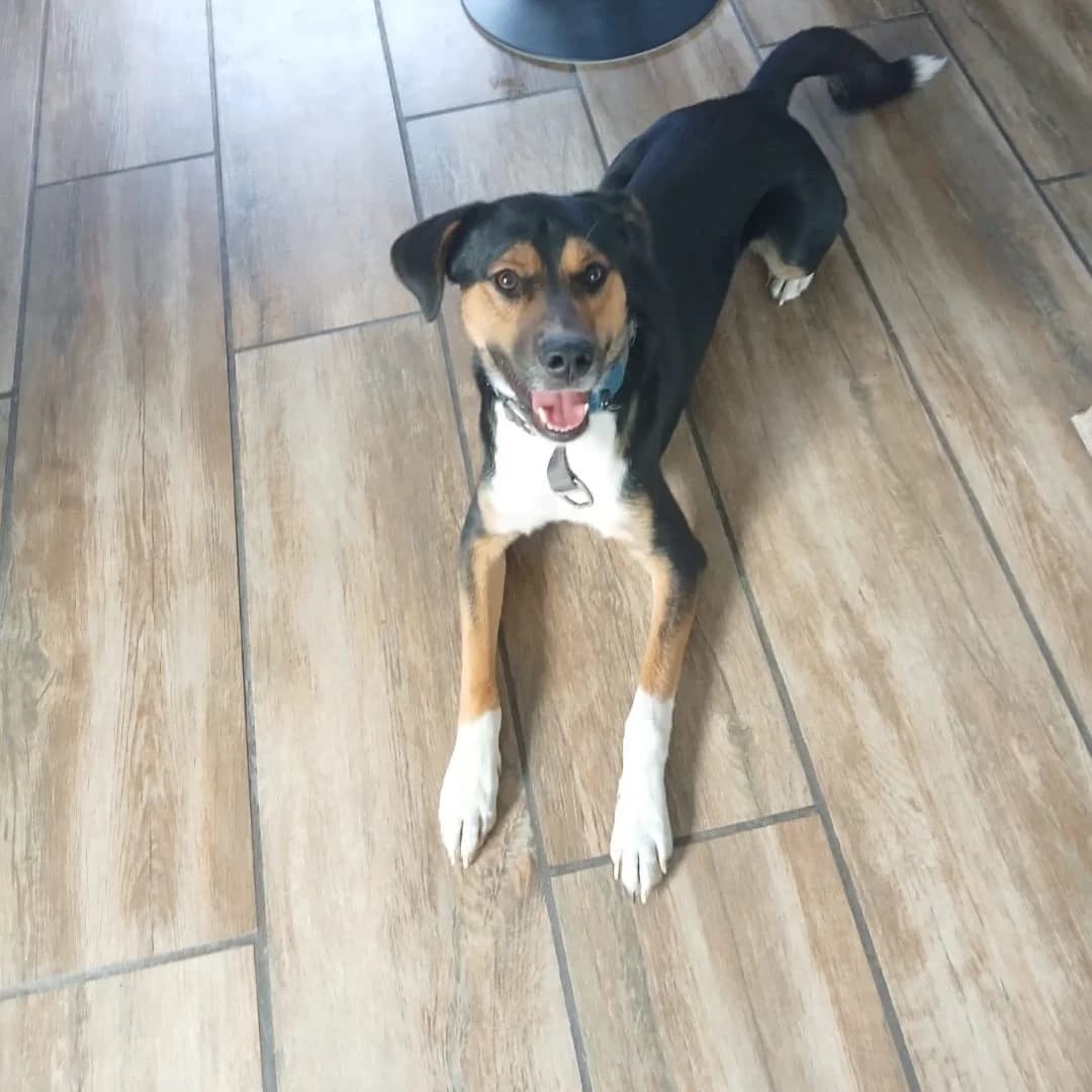 Socke, male 3yo Mixed Breed for adoption at SALVA Hundehilfe e.V.