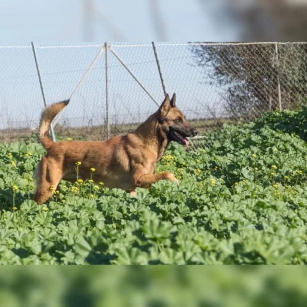 Eliot, male 5yo Belgian Malinois for adoption at SALVA Hundehilfe e.V.
