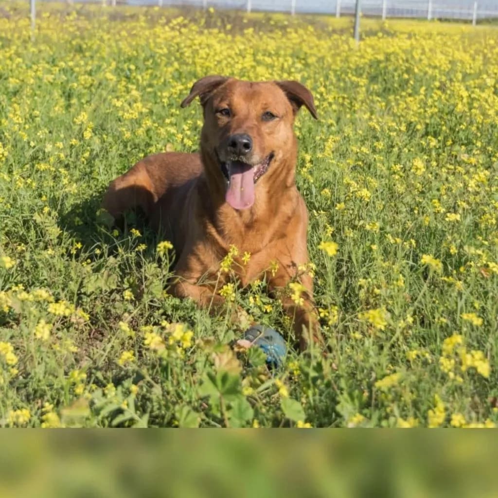 Tayson, male senior Mixed Breed for adoption at SALVA Hundehilfe e.V.