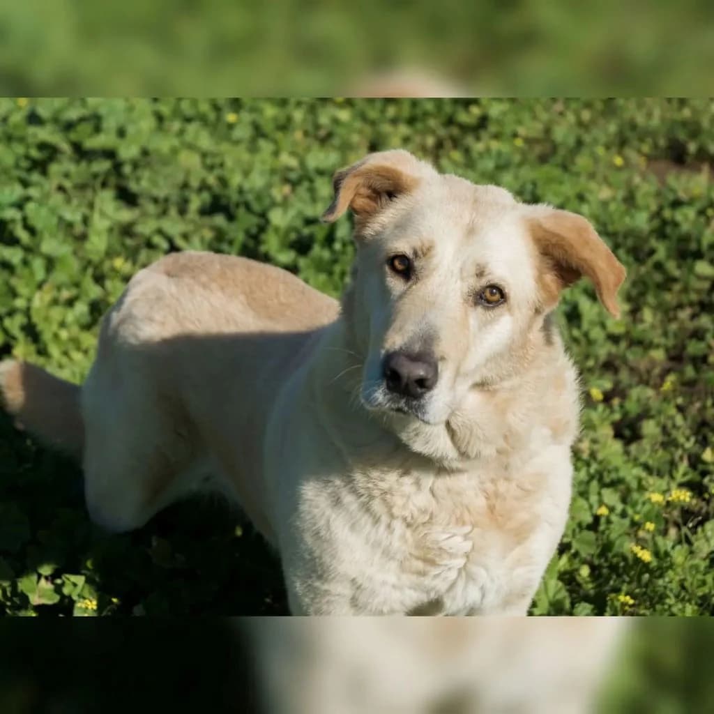 Delice, female senior Mixed Breed for adoption at SALVA Hundehilfe e.V.