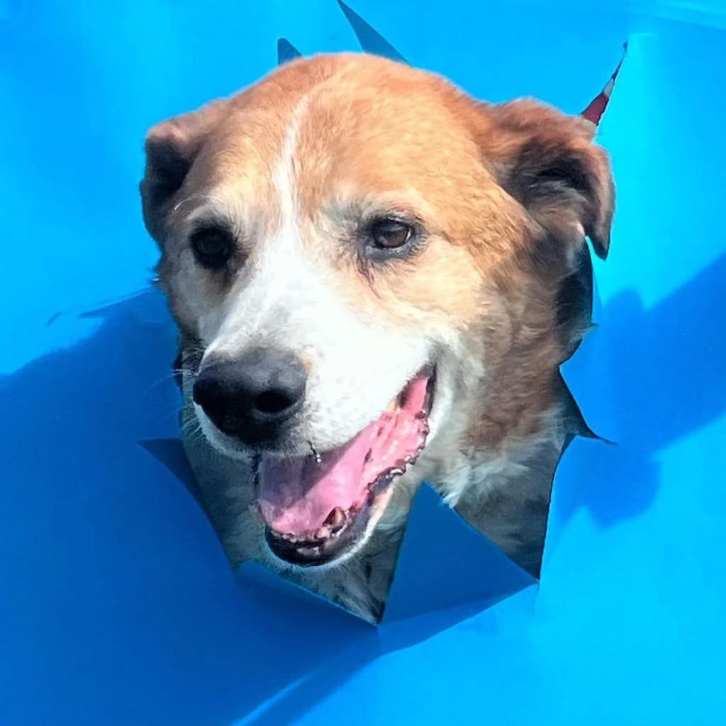 Martin, male senior Mixed Breed for adoption at SALVA Hundehilfe e.V.