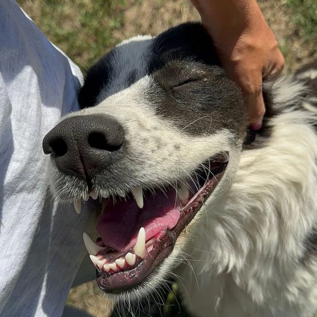 Singita, female senior Mixed Breed for adoption at SALVA Hundehilfe e.V.
