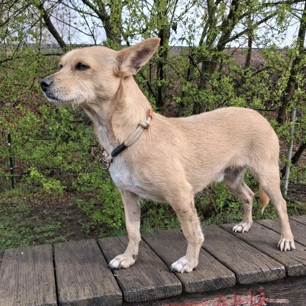 Banjo, male 3yo Mixed Breed for adoption at SALVA Hundehilfe e.V.