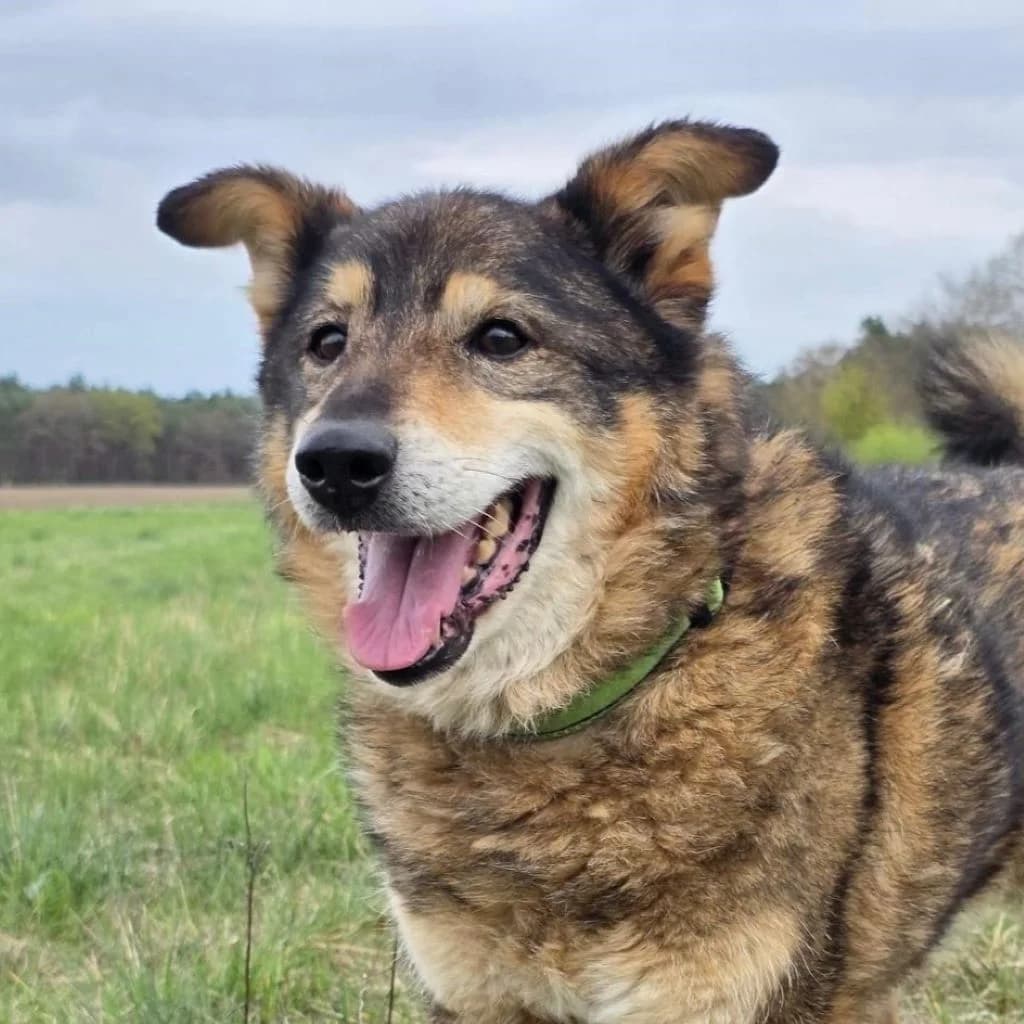 Briel, male 7yo Mixed Breed for adoption at SALVA Hundehilfe e.V.
