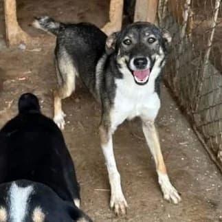Jannis, female 4yo Mixed Breed for adoption at SALVA Hundehilfe e.V.
