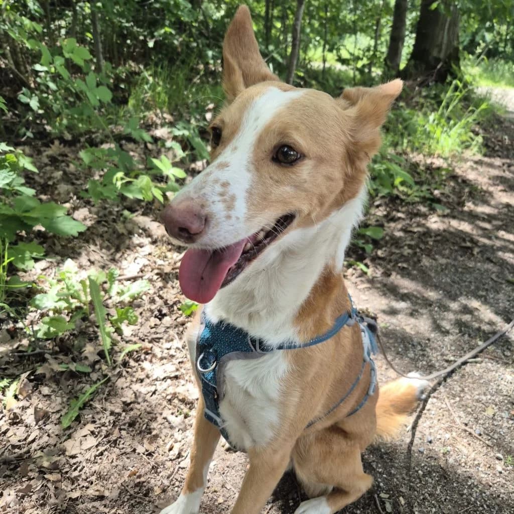 Michel, male 5yo Podenco for adoption at SALVA Hundehilfe e.V.