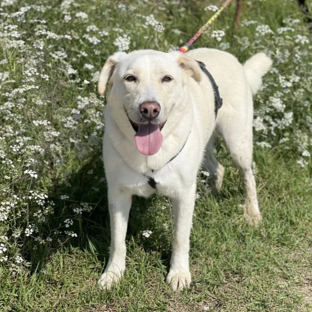 Snowy, female 6yo Labrador Retriever for adoption at SALVA Hundehilfe e.V.