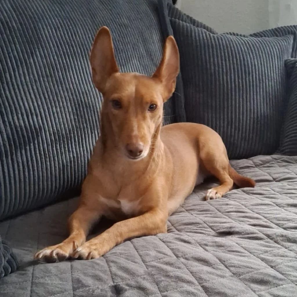 Andrea, female 3yo Podenco for adoption at SALVA Hundehilfe e.V.