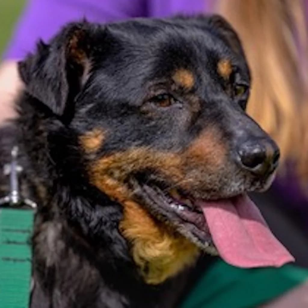 Tajger, male senior Mixed Breed for adoption at SALVA Hundehilfe e.V.